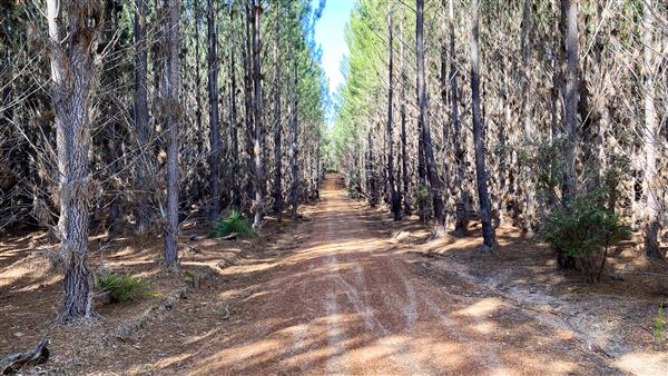 Jarrahdale Pine Plantations (14/11/2025 - Credits: Brett Dowson)
