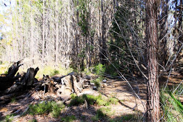 Jarrahdale Pine Plantations (14/11/2025 - Credits: Brett Dowson)