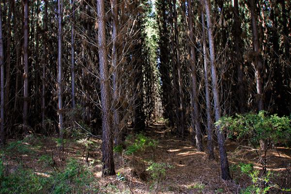 Jarrahdale Pine Plantations (14/11/2025 - Credits: Brett Dowson)
