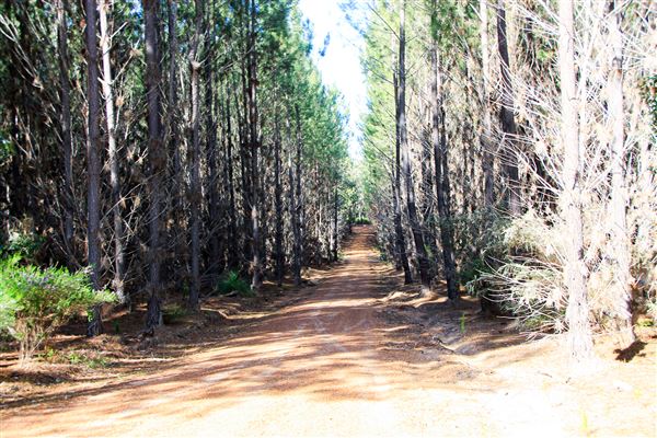 Jarrahdale Pine Plantations (14/11/2025 - Credits: Brett Dowson)