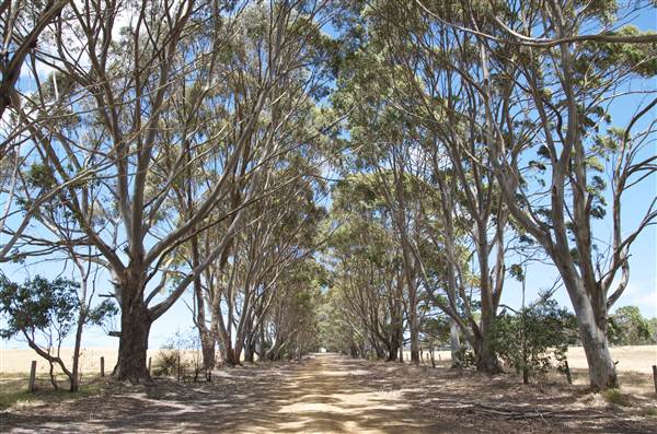 Mount  Richards Rd -Kalgan (12/03/2015)