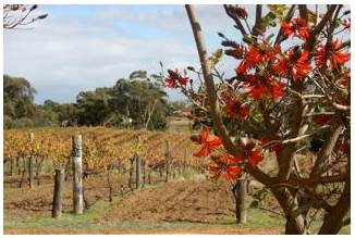 Carilley Estate Winery (19/03/2015)