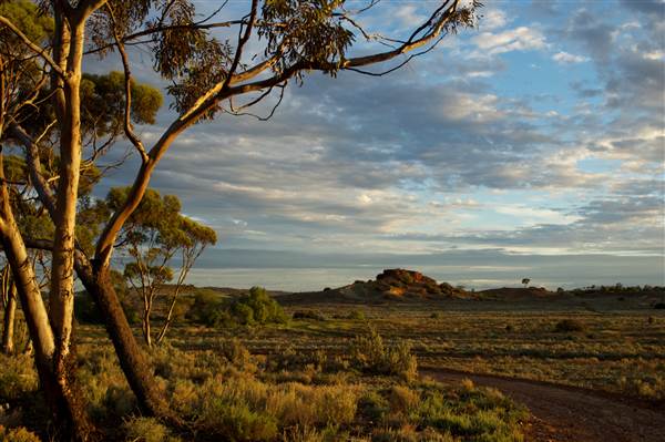Coolgardie Outskirts (19/03/2015 - Credits: Tim Burns)