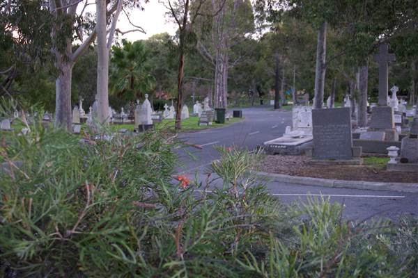 Karrakatta Cemetery (24/03/2015)
