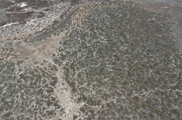 Abrolhos Islands - West Wallabi Island (15/12/2015 - Credits: Chris Veerhuis)