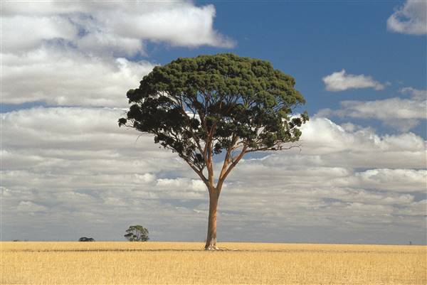 Wheatbelt Region (30/05/2016 - Credits: Tourism of WA)