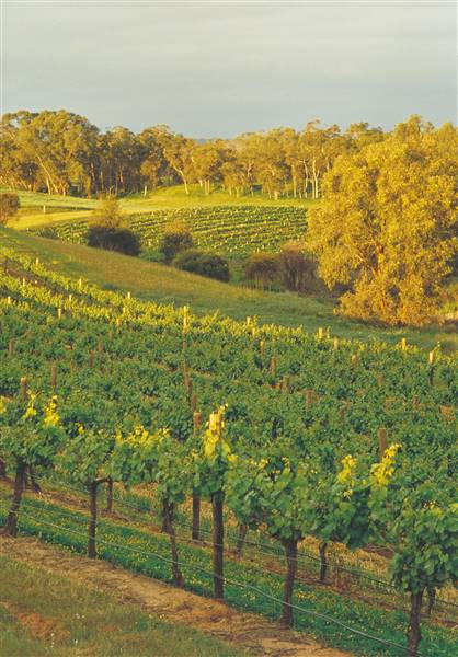 Swan Valley - Vineyards (1/09/2016)