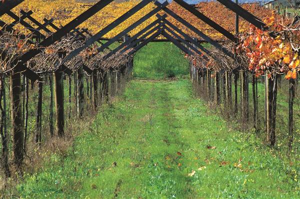 Swan Valley - Vineyards - Henley Brook (6/01/2017 - Credits: TWA)