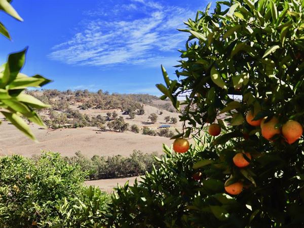 The Orchard Perth Pty Ltd (1/07/2020 - Credits: The Orchard Perth Pty Ltd)