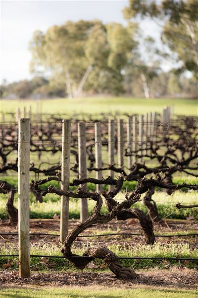 Sandalford Vineyards (25/03/2024 - Credits: Tourism Western Australia)