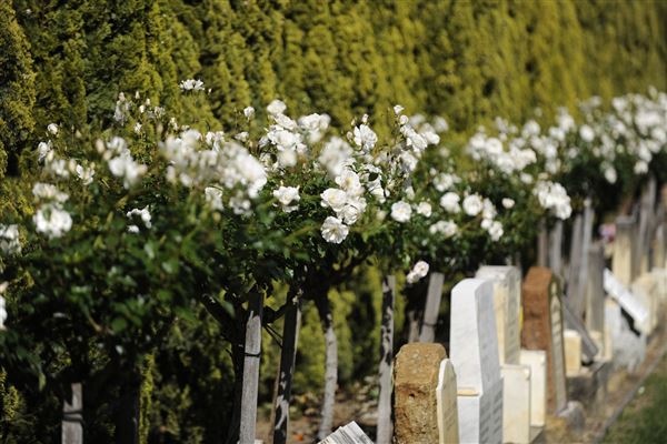 Karrakatta Cemetery (20/09/2024)