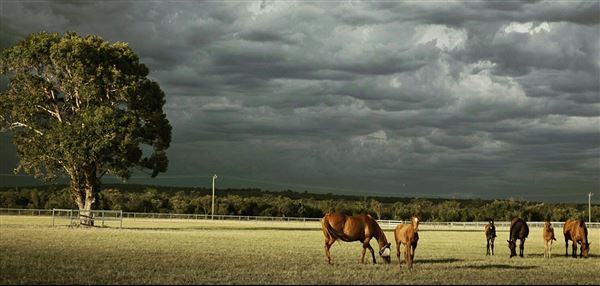 Gold Front Breeding & Racing (28/01/2025)
