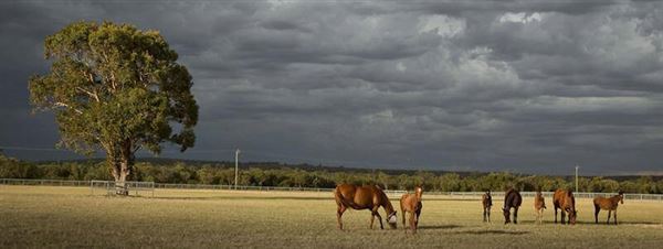 Gold Front Breeding & Racing (28/01/2025)
