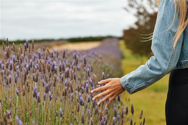 Yanchep Lavender Estate (1/03/2023)