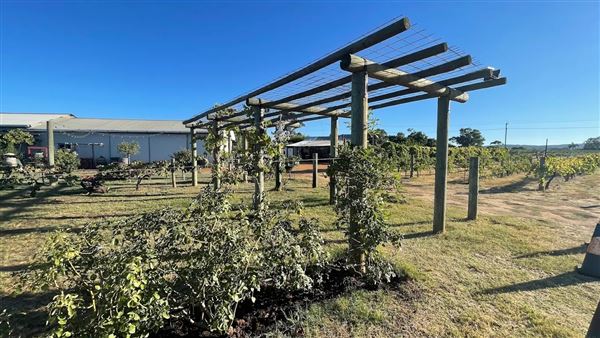 Swan Street Vineyard (5/12/2025)