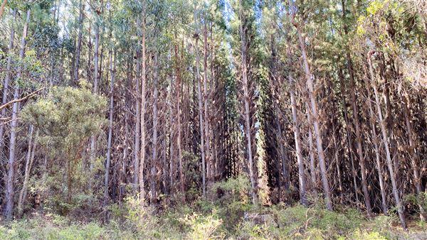 Jarrahdale Pine Plantations (14/11/2025 - Credits: Brett Dowson)