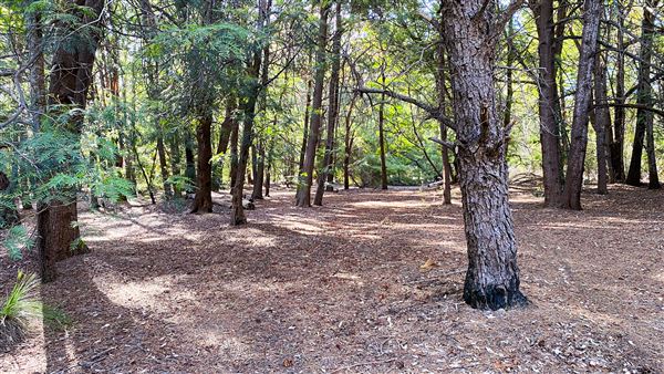 Jarrahdale Pine Plantations (14/11/2025 - Credits: Brett Dowson)