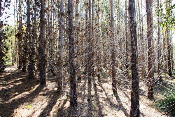 Jarrahdale Pine Plantations (14/11/2025 - Credits: Brett Dowson)