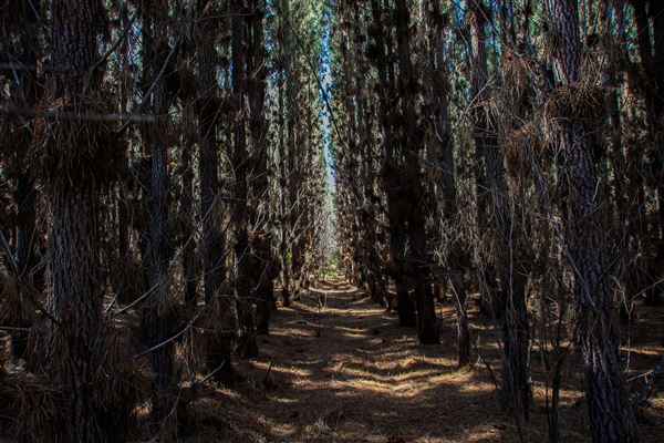 Jarrahdale Pine Plantations (14/11/2025 - Credits: Brett Dowson)