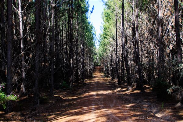 Jarrahdale Pine Plantations (14/11/2025 - Credits: Brett Dowson)