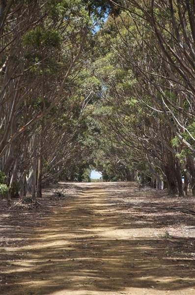 Mount  Richards Rd -Kalgan (12/03/2015)