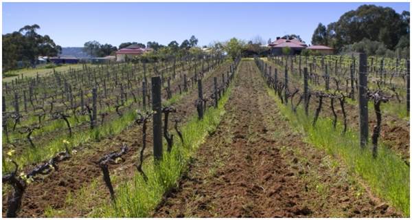 Carilley Estate Winery (19/03/2015)
