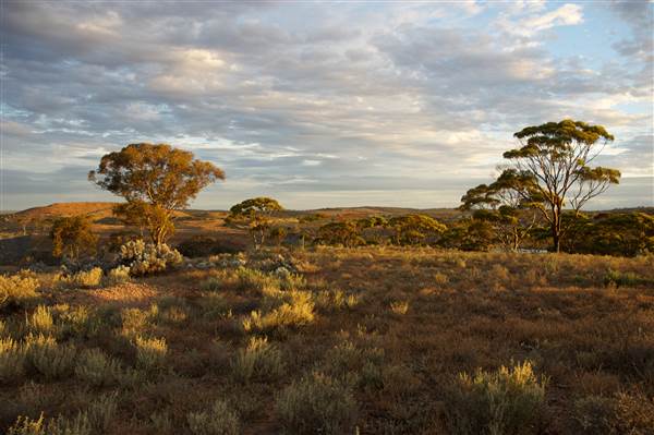 Coolgardie Outskirts (19/03/2015 - Credits: Tim Burns)