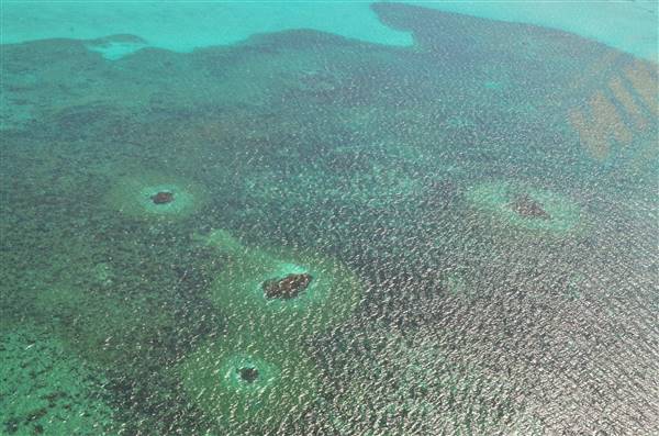 Abrolhos Islands - West Wallabi Island (15/12/2015 - Credits: Chris Veerhuis)