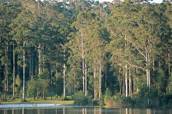 Pemberton - Big Brook Dam (7/07/2016 - Credits: Tourism WA)