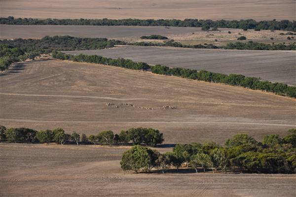 Chapman Valley - Spillman Property, Chapman Rd. (3/05/2017 - Credits: Chris Veerhuis)