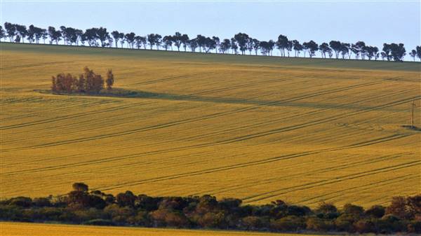 Chapman Valley - Chapman Valley crop (August-September) (16/05/2017 - Credits: Noel Ferguson)