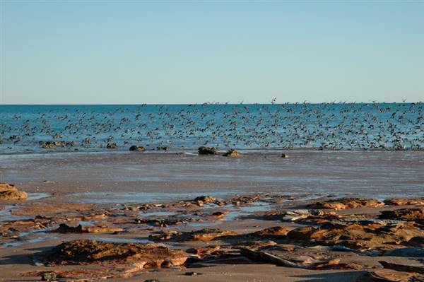 Broome - Roebuck Bay coast (18/07/2017 - Credits: Tim Burns)