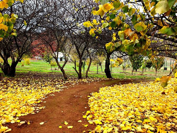 Little Hill Farm Bridgetown (10/12/2019 - Credits: Adam Roebuck)