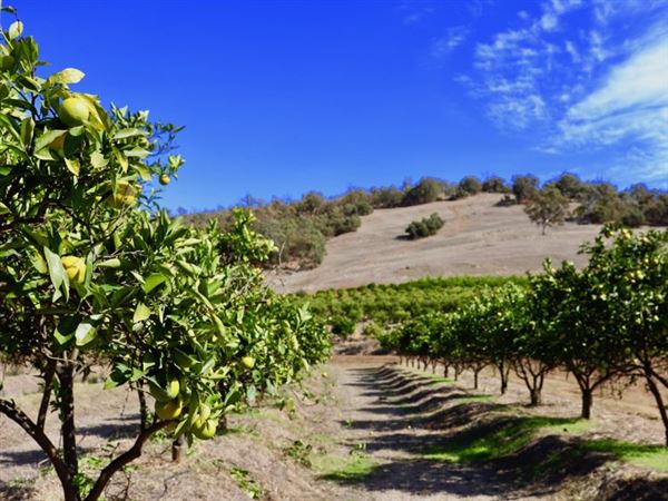 The Orchard Perth Pty Ltd (1/07/2020 - Credits: The Orchard Perth Pty Ltd)