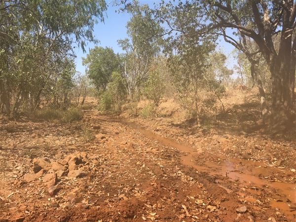Kimberley-Charnley River Rainforest (9/08/2024)