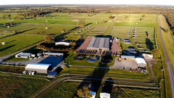Gold Front Breeding & Racing (28/01/2025)