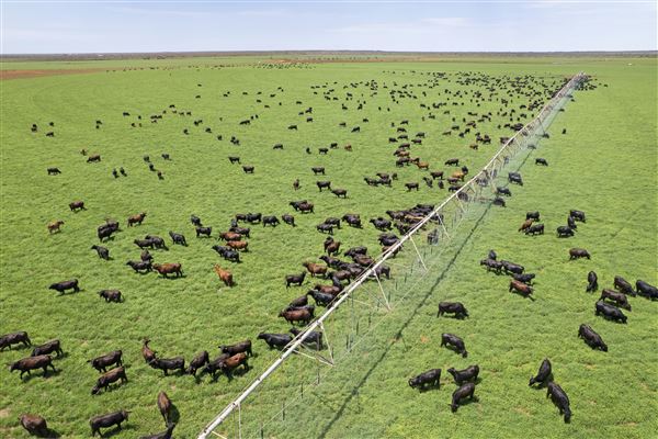 Pardoo Wagyu Station (30/07/2025)