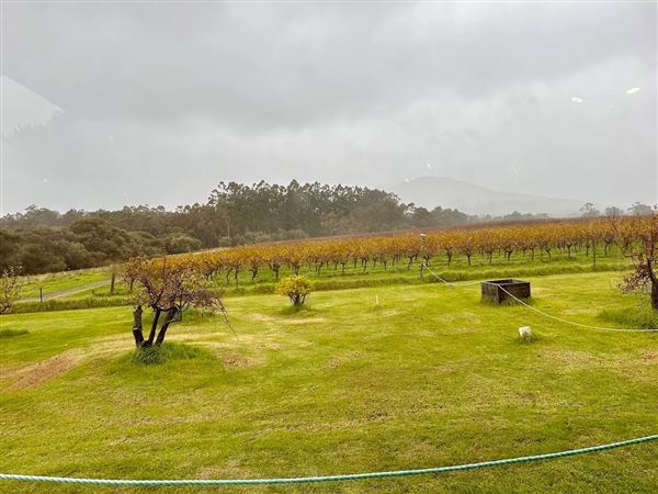 Duke's Vineyard (12/01/2026)