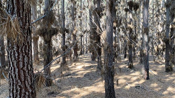 Jarrahdale Pine Plantations (14/11/2025 - Credits: Brett Dowson)