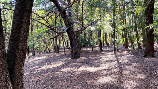 Jarrahdale Pine Plantations (14/11/2025 - Credits: Brett Dowson)