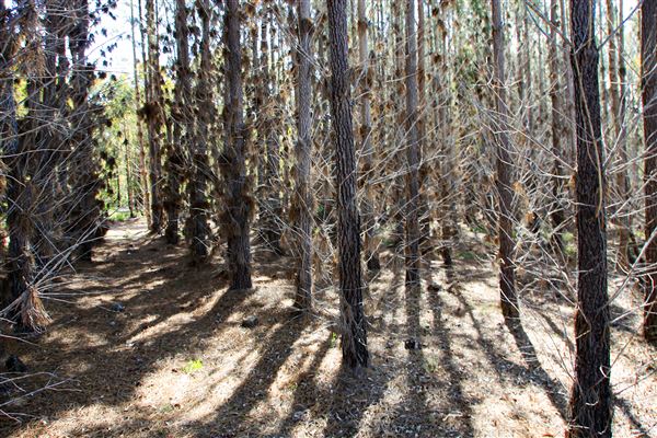 Jarrahdale Pine Plantations (14/11/2025 - Credits: Brett Dowson)