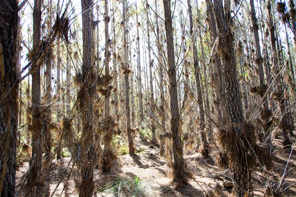 Jarrahdale Pine Plantations (14/11/2025 - Credits: Brett Dowson)