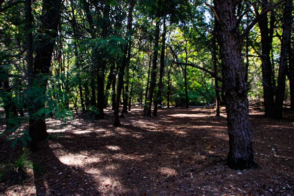 Jarrahdale Pine Plantations (14/11/2025 - Credits: Brett Dowson)