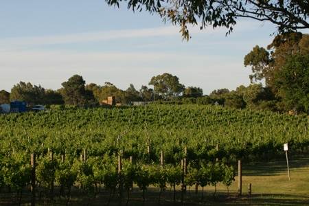 Sandalford Vineyards (24/03/2015)