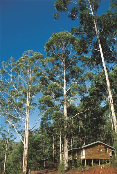 RAC Karri Valley Resort (8/07/2016 - Credits: Tourism WA)