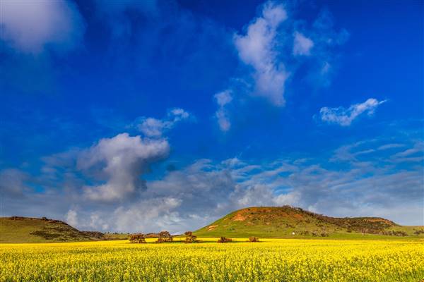 Chapman Valley - Chapman Valley - canola August to September. (16/05/2017 - Credits: P Pichugin)