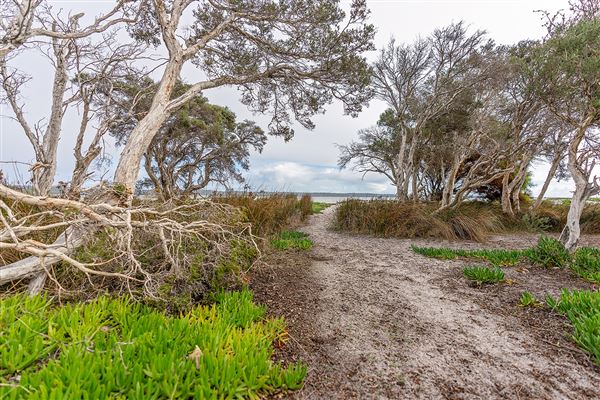 Herron Point, Birchmont - Herron Point shoreline and walking tracks (7/06/2020)
