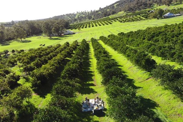 The Orchard Perth Pty Ltd (1/07/2020 - Credits: The Orchard Perth Pty Ltd)