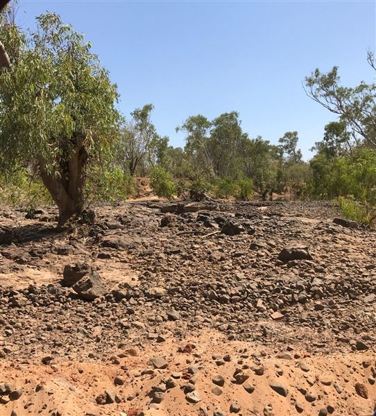 Kimberley-Charnley River Rainforest (9/08/2024)