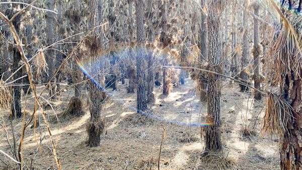 Jarrahdale Pine Plantations (14/11/2025 - Credits: Brett Dowson)